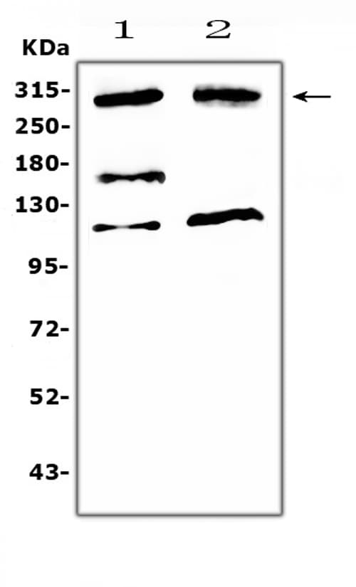 Polyclonal Rabbit anti-Human MED13 / TRAP240 Antibody (WB)