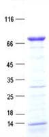 Human FAM149B1 Protein (Recombinant His, N-Terminal)