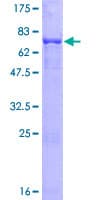 Human PHF10 Protein (Recombinant GST)