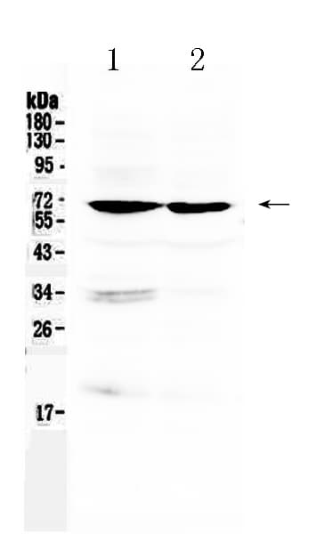 ARNTL / BMAL1 Antibody