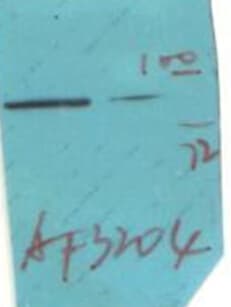 Polyclonal Rabbit anti-Human FLT1 / VEGFR1 Antibody (phospho-Tyr1213, IF, WB)