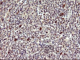 CDC123 Antibody (clone OTI2D4)