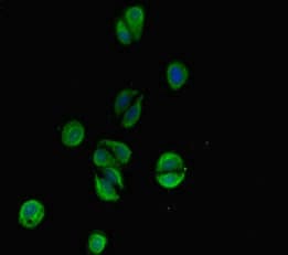 C6orf10 Antibody