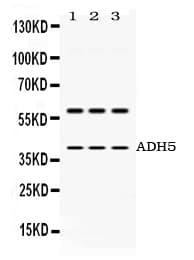 Polyclonal Rabbit anti-Human ADH5 Antibody (WB)