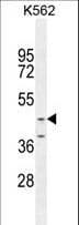 OC90 Antibody (aa223-252)