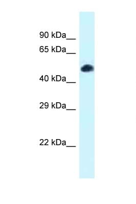 Polyclonal Rabbit anti-Mouse TCF7L2 / TCG4 Antibody (N-Terminus, WB)