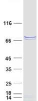 Human LGTN / EIF2D Protein (Recombinant Myc-DDK (Flag))