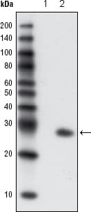 Monoclonal Mouse anti-Aequorea victoria GFP Antibody (clone 4B10B2, IHC, WB)