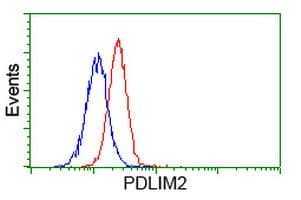 PDLIM2 / SLIM Antibody (clone OTI12A5, Carrier-free)