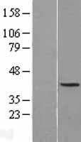 NUCKS1 Protein (Over-Expression Lysate Myc-DDK (Flag))