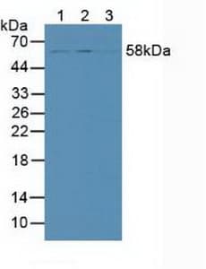 SMAD9 Antibody (aa226-459)
