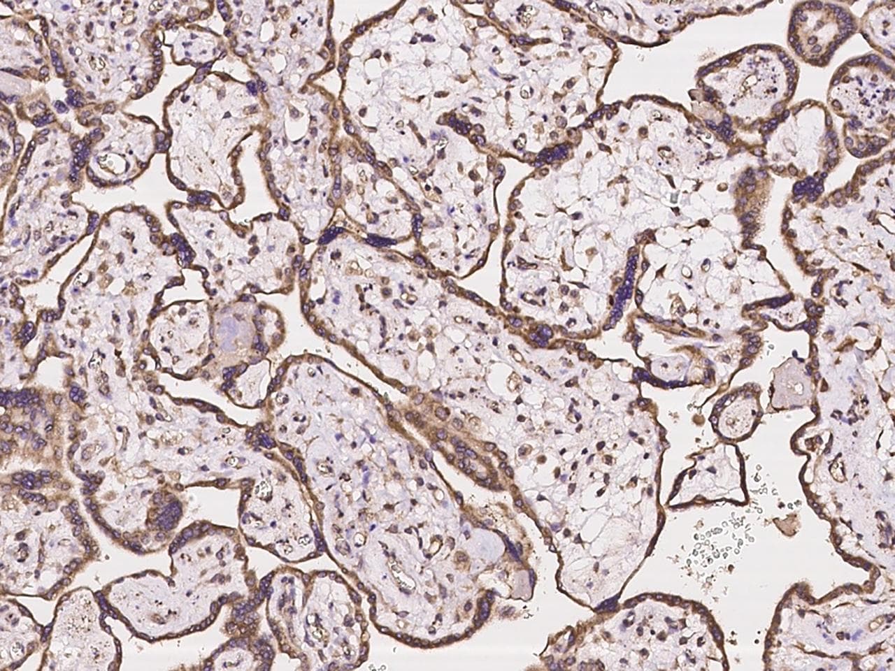 PCDH18 Antibody
