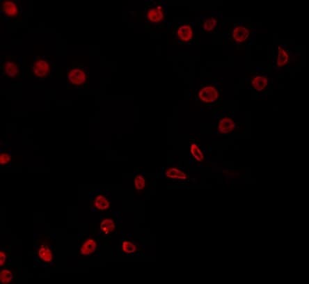 E2F4 Antibody