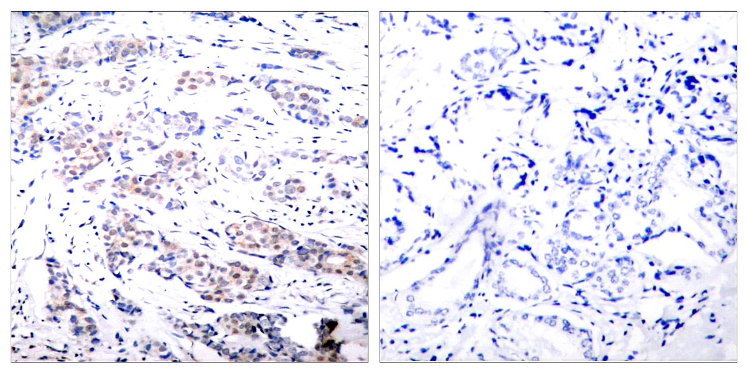 ELK1 Antibody (aa351-400)