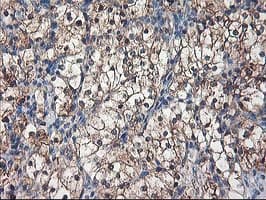 ALS2CR1 / NIF3L1 Antibody (clone OTI1F6)