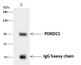 PDXDC1 Antibody