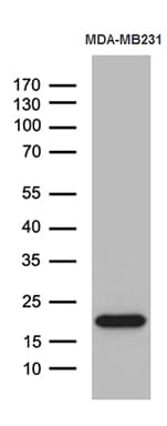 Monoclonal Mouse anti-Human SPANXB1 Antibody (clone OTI1E11, Carrier-free, IHC, WB)