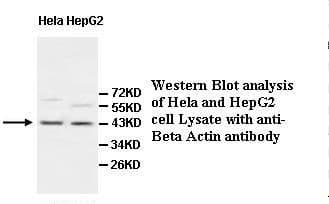 Polyclonal Rabbit anti-Human ACTB / Beta Actin Antibody (IHC, WB)