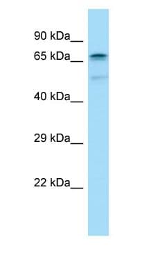 IK3-1 / CABLES1 Antibody (aa516-565)