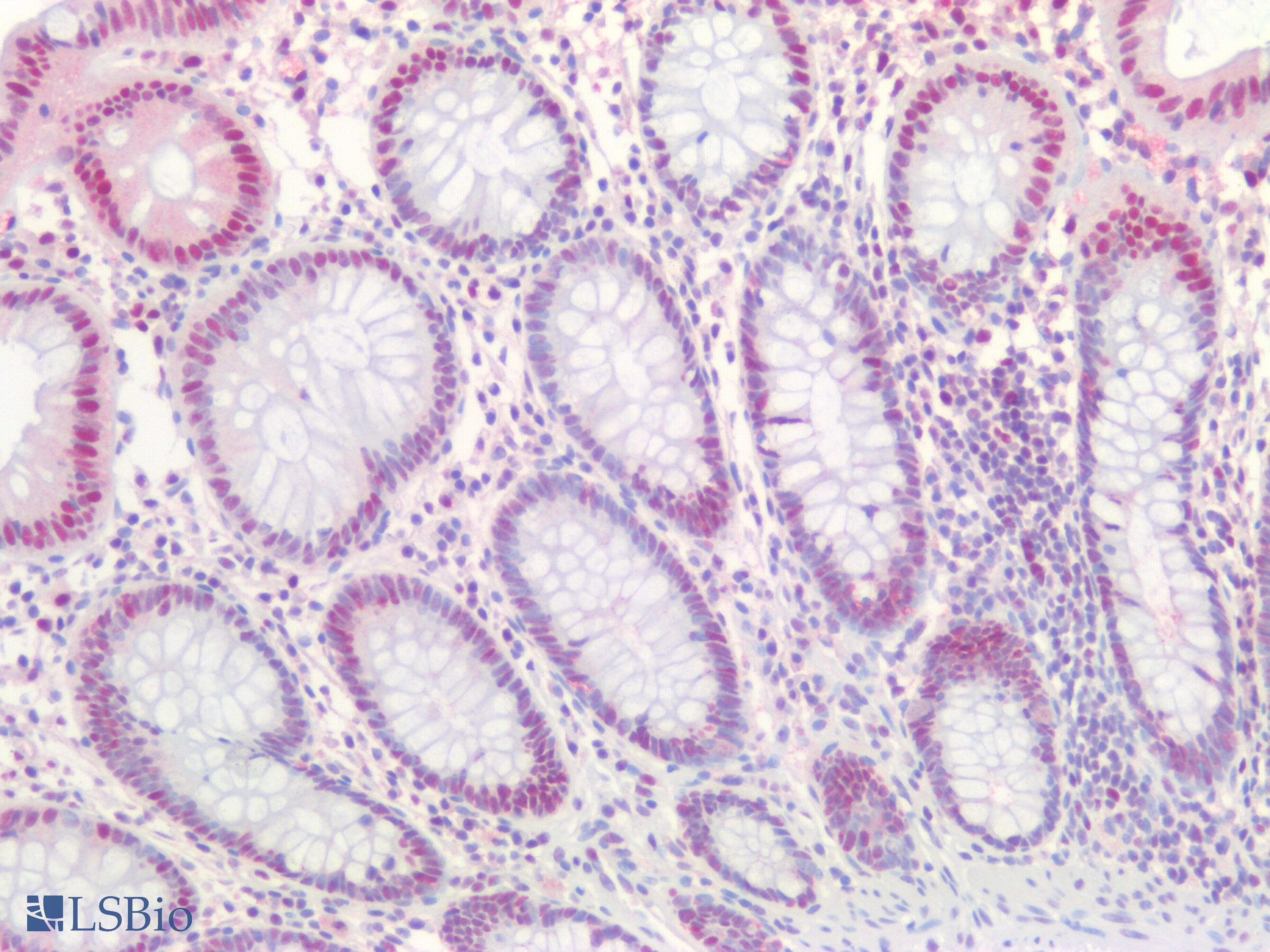 IHC-plus™ PCNA Antibody (clone PCNA/694)