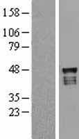 USP2 Protein (Over-Expression Lysate Myc-DDK (Flag))