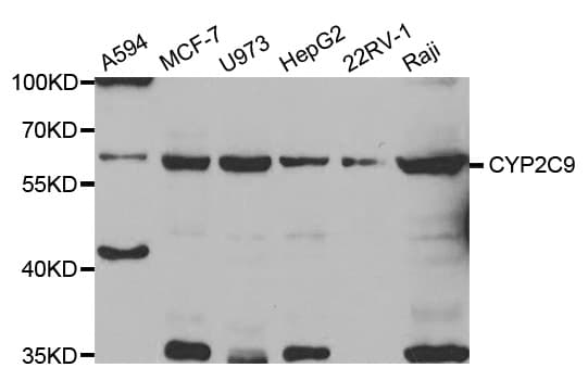 CYP2C9 / Cytochrome P450 2C9 Antibody
