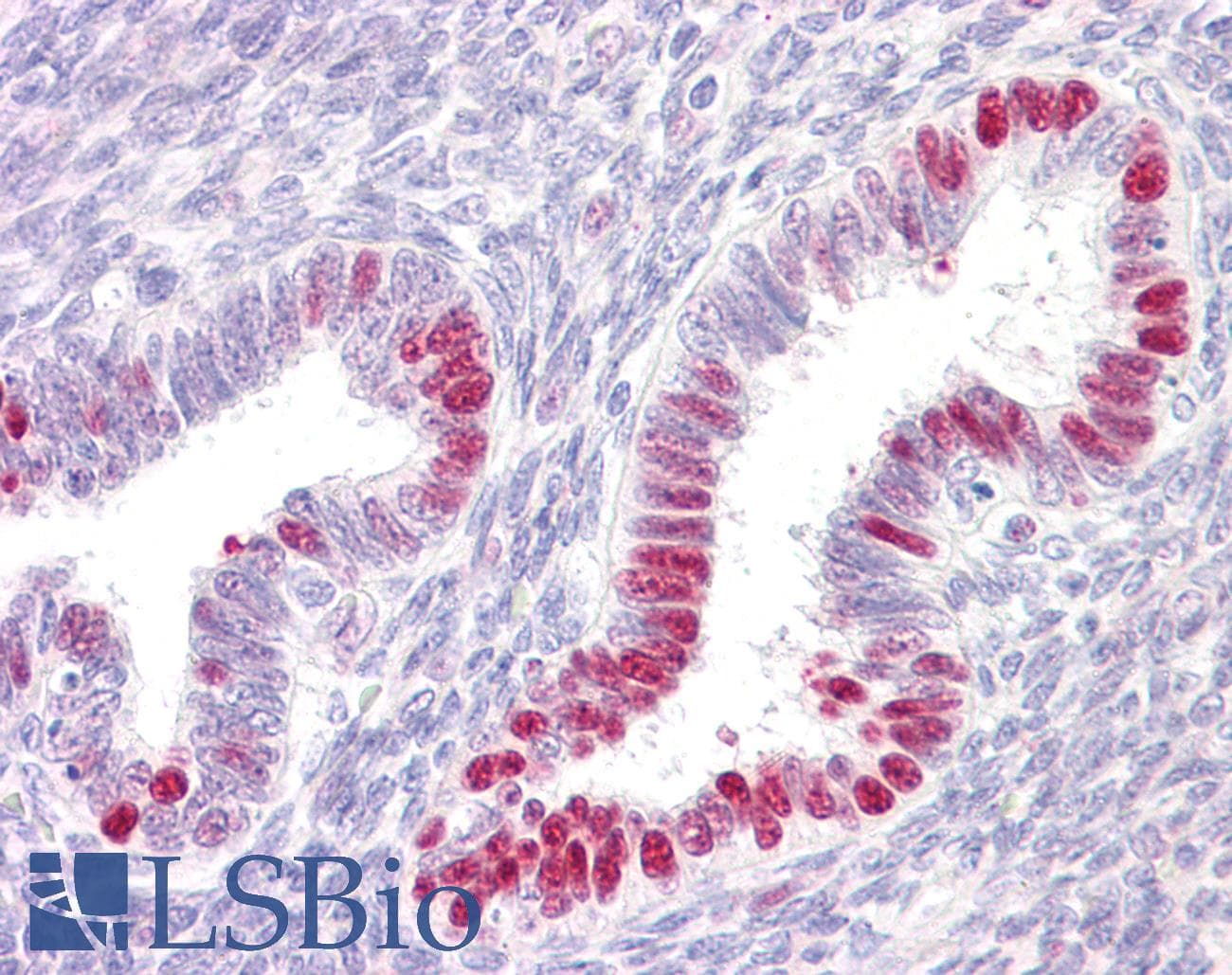 IHC-plus™ SP1 Antibody (aa421-470)