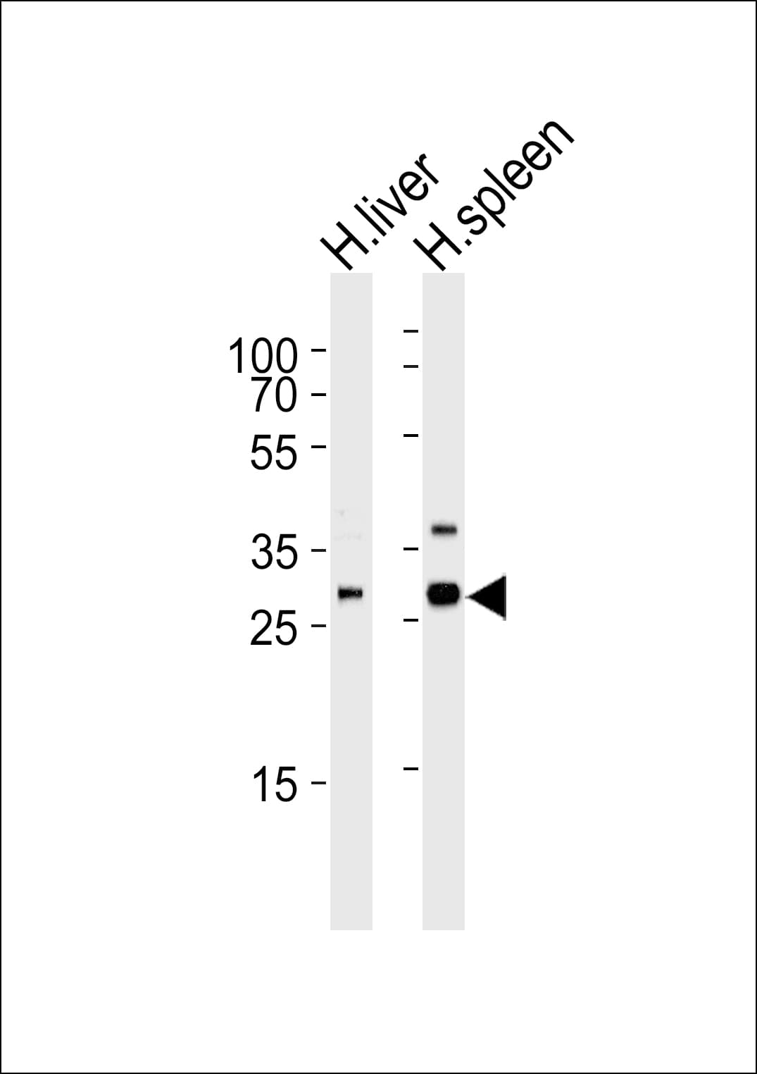 XAF1 Antibody (aa235-269)