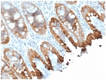 Monoclonal Mouse anti-Human Cytokeratin 8+18 Antibody (clone rKRT8.18/1346, Azide-free,BSA-free, IHC, IF, WB)