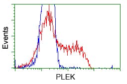 PLEK / Pleckstrin Antibody (clone OTI6E7, Carrier-free)