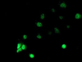 Monoclonal Mouse anti-Human RBBP7 / RbAp46 Antibody (clone OTI3A12, Carrier-free, IF, WB)
