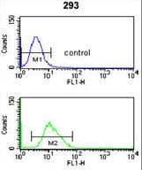 CDC14B Antibody (aa188-215)