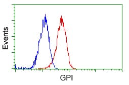 GPI Antibody (clone OTI5A11)