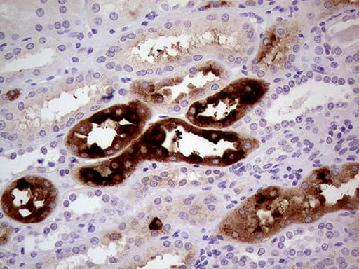 ALPI / Alkaline Phosphatase Antibody (clone OTI3C1, Carrier-free)