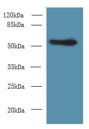Polyclonal Rabbit anti-Mouse CSAD / CSD Antibody (WB)