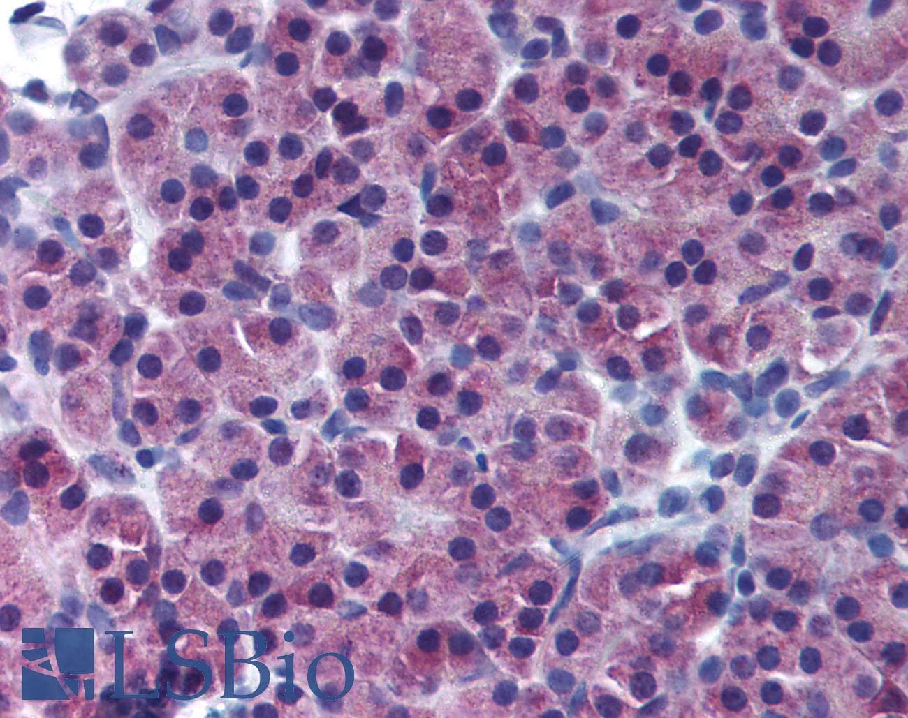 IHC-plus™ NR5A2 / LRH-1 Antibody (aa1-67)