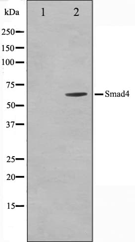 SMAD4 Antibody