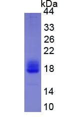 Mouse IL4 Protein (Recombinant His, N-Terminal)