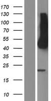 HEPACAM Protein (Over-Expression Lysate Myc-DDK (Flag))