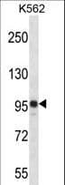 SAP130 Antibody (aa909-937)