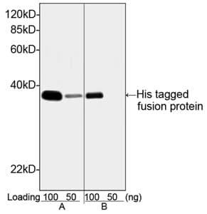 His Tag Antibody (clone 6G2A9)