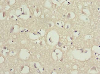 OMG / OMGP Antibody