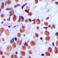 H2AFX / H2AX Antibody (C-Terminus)