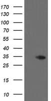 THAP6 Antibody (clone OTI1E10)
