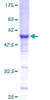 Human RAB3C Protein (Recombinant GST)