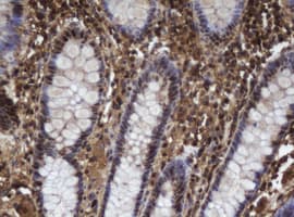 APEX1 / APE1 Antibody (clone OTI4D9)