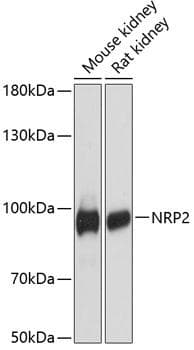 NRP2 / Neuropilin 2 Antibody