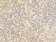 Cullin 4B / CUL4B Antibody