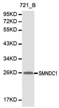 SMNDC1 Antibody