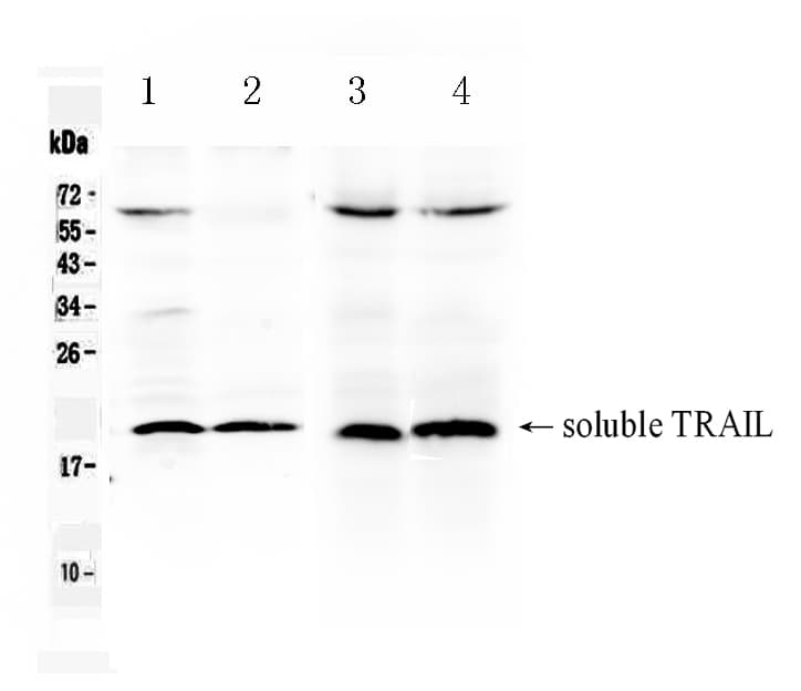 Polyclonal Rabbit anti-Mouse TNFSF10 / TRAIL Antibody (WB)